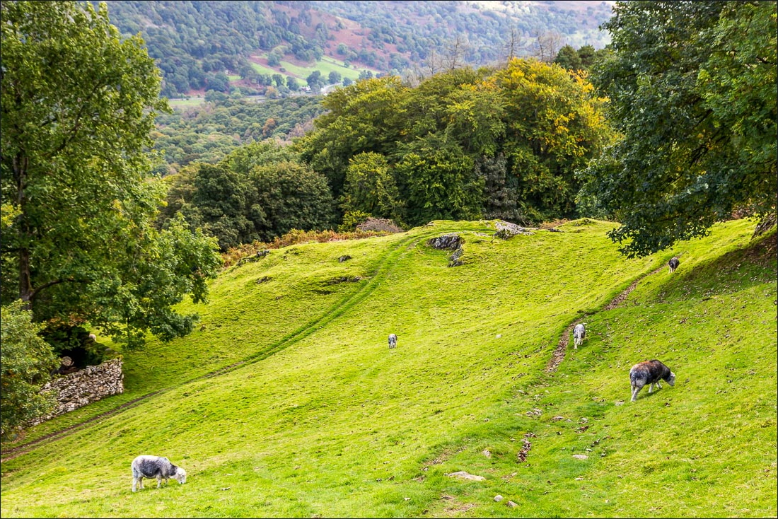 Silver How walk Grasmere walks Loughrigg Terrace Lake District walks